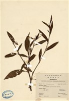 藏品(蠶繭草)的圖片